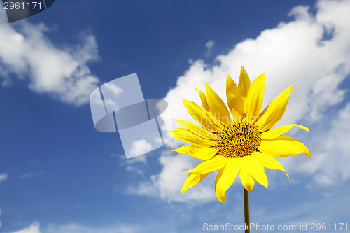Image of Beautiful yellow sunflower in a blue sky