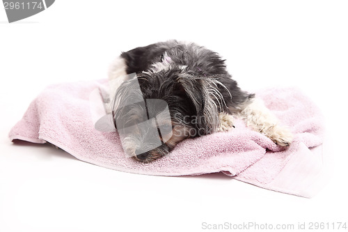 Image of Young Terrier Mix lying on the blanket