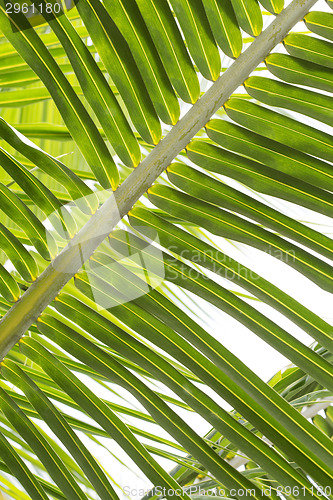 Image of Closeup of beautiful palm trees 