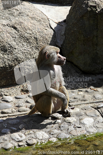 Image of Baboon sitting on a rock