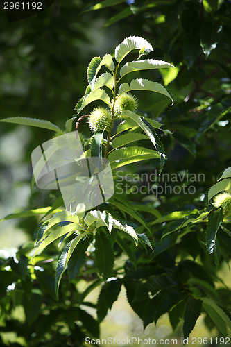 Image of Chestnuts on the tree