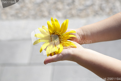 Image of Small girl holds beautiful sunflower in her hands