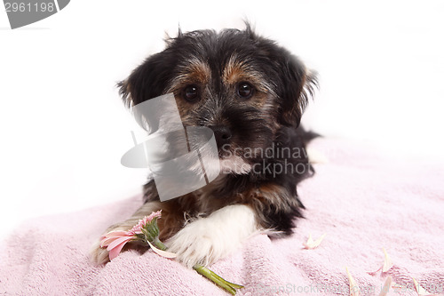 Image of Young Terrier Mix on the blanket