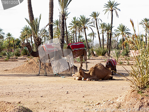 Image of Dromedaries in the West Sahara