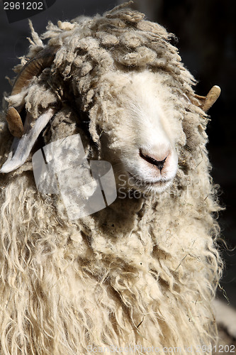 Image of Ram with curly hair