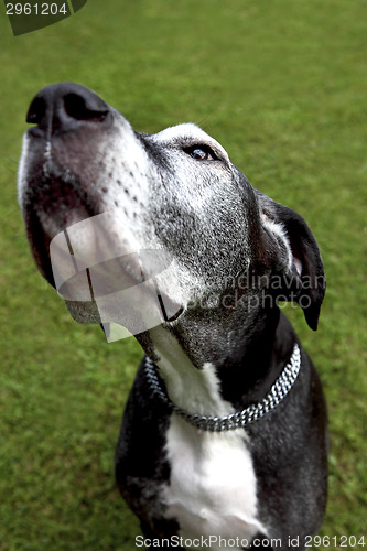 Image of German mastiff