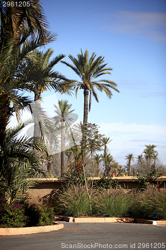 Image of Palm trees in Marrakech