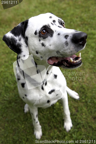 Image of Face of a Dalmatian dog