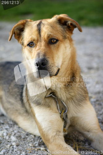 Image of Attentive German shepherd dog