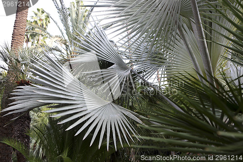 Image of Jardin Majorelle