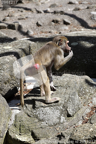 Image of Baboon sitting on a rock