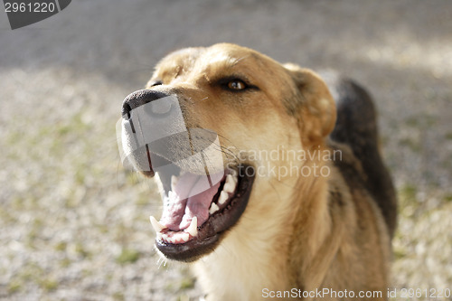 Image of Laughing Shepherd dog 