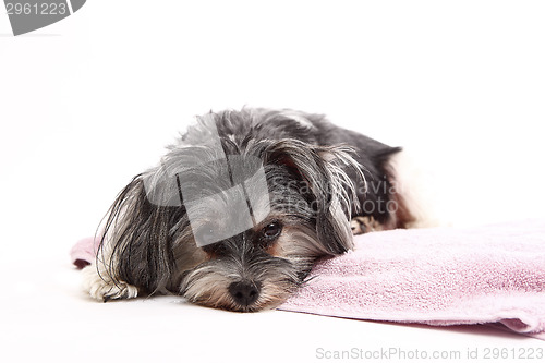 Image of Young Terrier Mix lying on the blanket