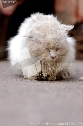 Image of Poor and ill stray cat