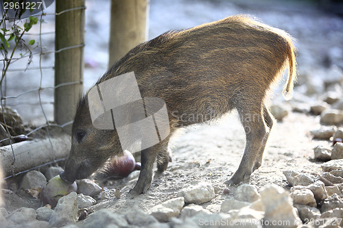 Image of Young wild boar