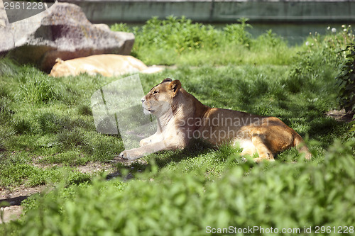 Image of Relaxing lioness in the zoo