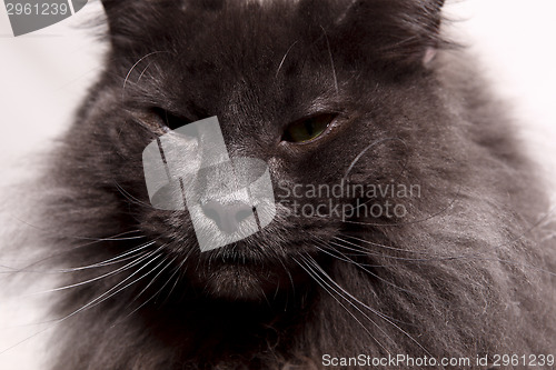 Image of Longhair cat