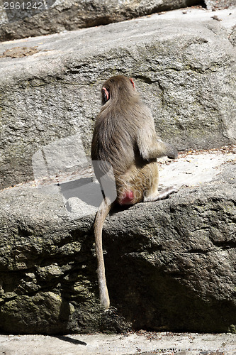 Image of Baboon sitting on a rock