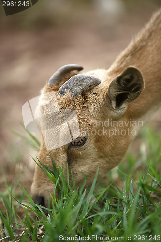 Image of Portrait of a african goat