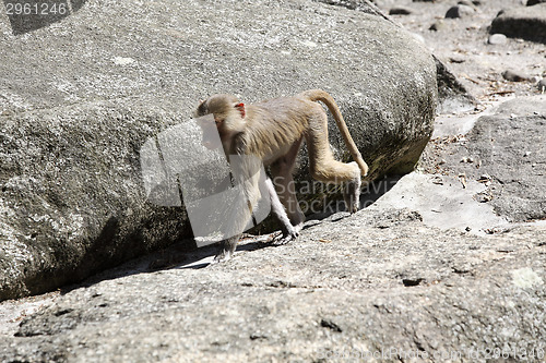 Image of Baboon sitting on a rock