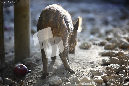 Image of Young wild boar