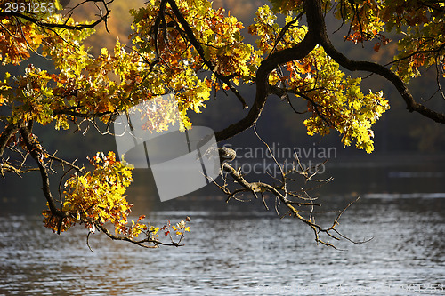 Image of Autumn forest