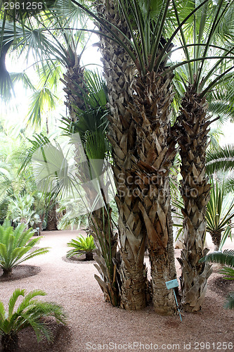 Image of Jardin Majorelle