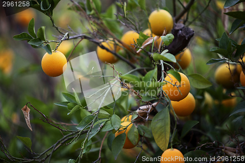 Image of Orange trees in Morocco