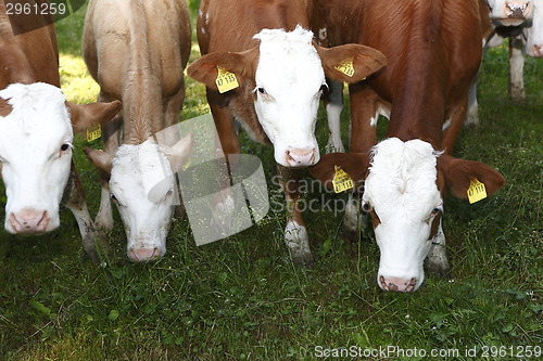 Image of Herd of cows