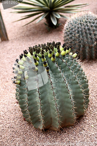 Image of Jardin Majorelle