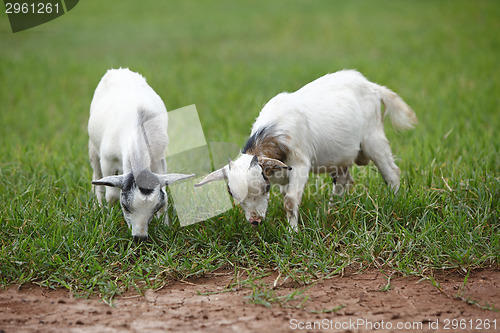 Image of Portrait of african goats