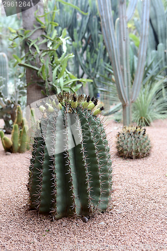 Image of Jardin Majorelle