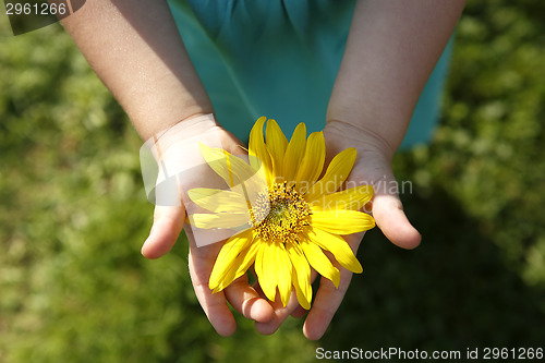 Image of Small girl holds beautiful sunflower in her hands