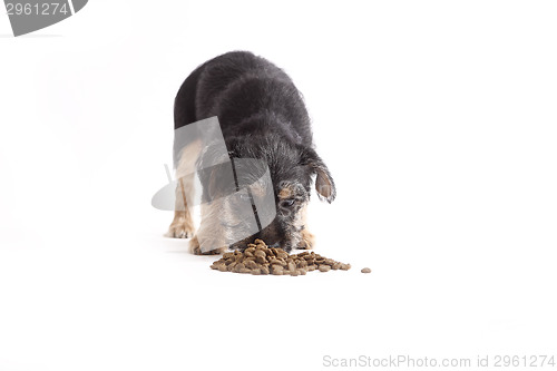 Image of Young Terrier Mix eats dog food