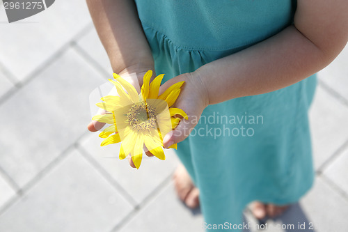 Image of Small girl holds beautiful sunflower in her hands
