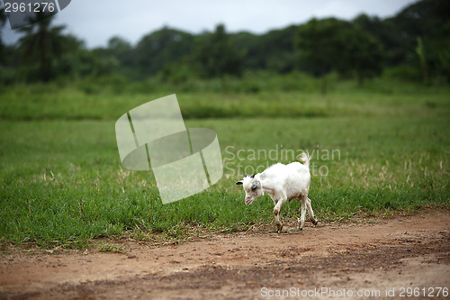 Image of Portrait of a african goat