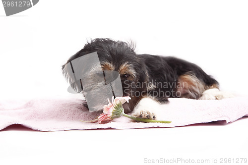 Image of Young Terrier Mix on the blanket