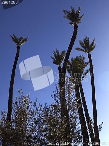 Image of Jardin Majorelle