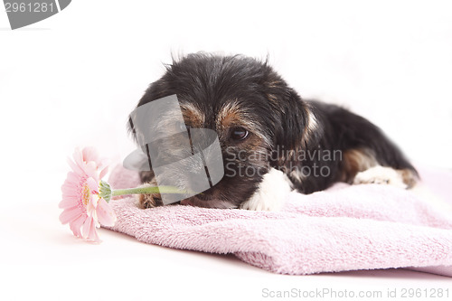 Image of Young Terrier on the blanket