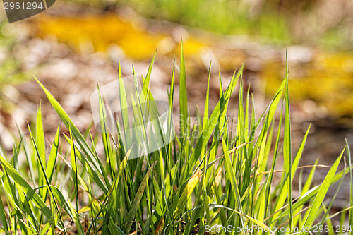 Image of Yellow moss
