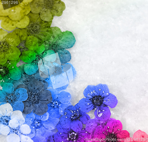 Image of Decorative montage compilation of colorful dried spring flowers