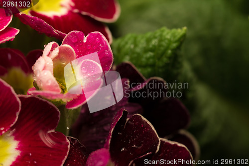 Image of Flower petals