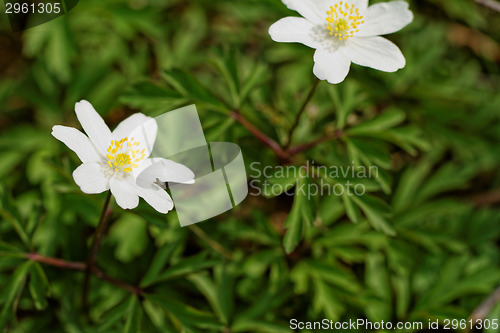 Image of Beautiful flower