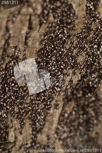 Image of Bugs on the trunk