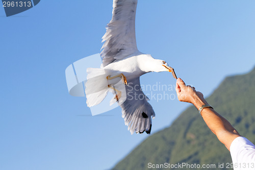 Image of Seagull