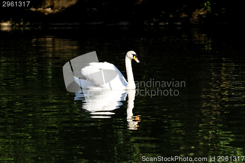 Image of Beautiful swan 