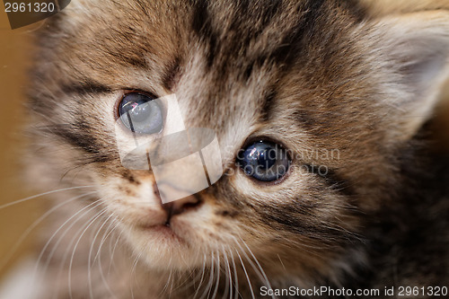 Image of Cute kitten