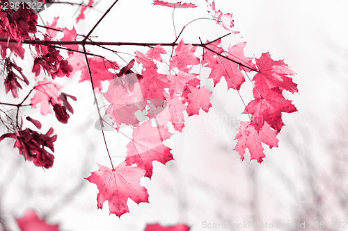 Image of Colorful leaves