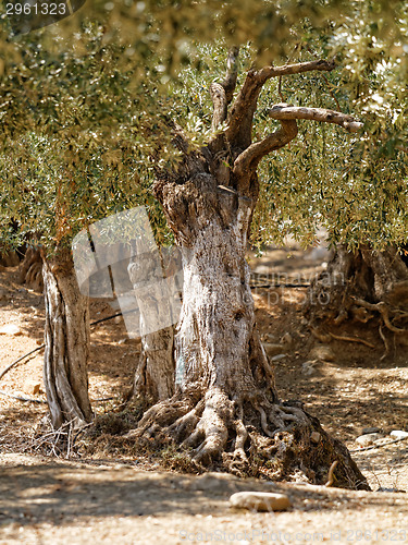 Image of Grece, Thassos