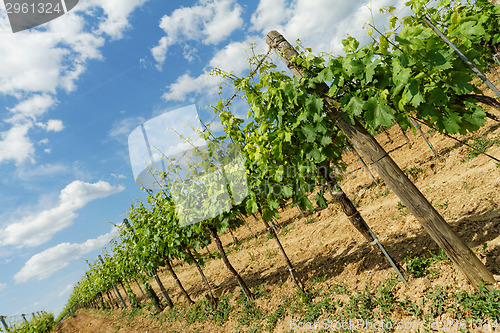 Image of Tokay grapes